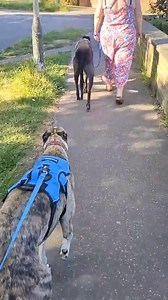 This beautiful black greyhound LIAM is so easy. We can't believe he is still waiting ! This handsome, happy, tail wagging lad is Liam. We've had an update form his foster mum & dad and they have given us a little bit of an update. Liam arrived 3 weeks ago and went to his foster home in Norwich. He was a little shell shocked to start with, but since then, he really has come out of his shell. Loves going for his walks with the resident greyhound Nala. As you can see walks lovely on his harness. Cr