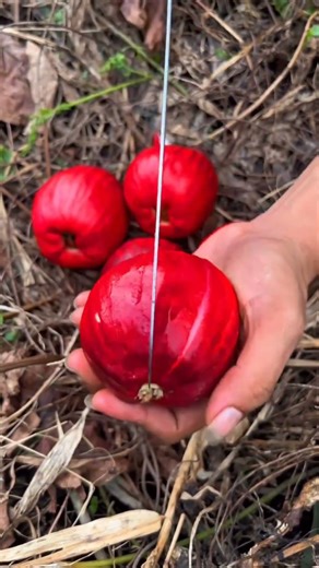 Rose Apple Fruit Cutting