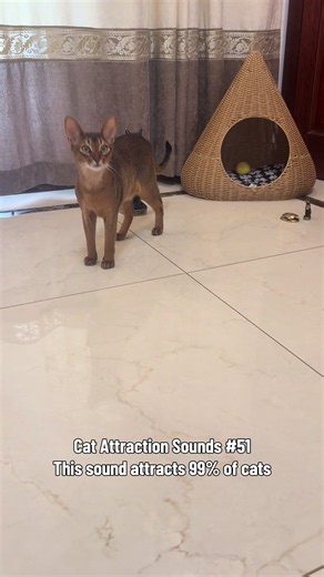 Play This Sound to Attract Your Cat — Proven Cat Attraction