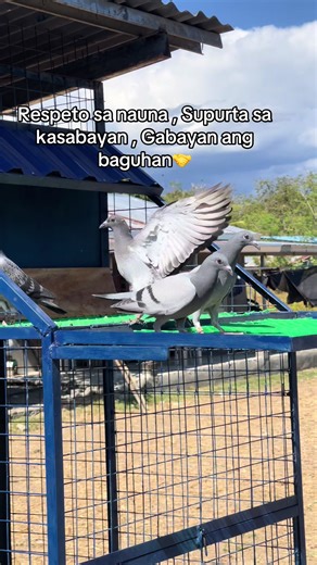 The Joy of Racing Pigeons: A Community Spirit