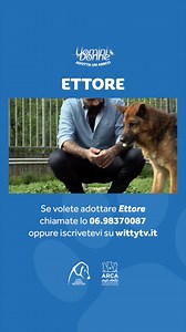 110K views · 1K reactions | Ettore è un bellissimo pastore tedesco, ma nonostante la sua bellezza non passi inosservata si trova ancora in canile... È un cane estremamente dolce e affettuoso e gli basta poco per essere felice  Si trova attualmente a Roma presso il canile comunale di Muratella e se volete adottarlo chiamate lo 06.98370087 oppure iscrivetevi QUI  https://www.wittytv.it/uominiedonne-adottaunamico/ #UominieDonne #AdottaUnAmico | Uomini e Donne | Facebook