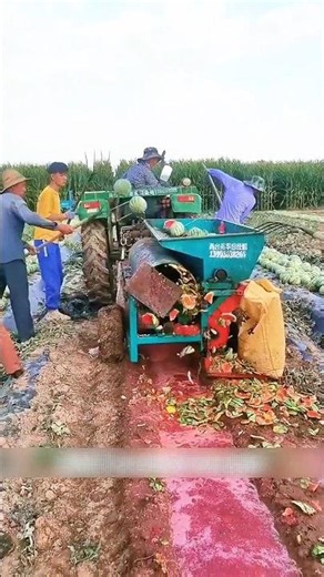 Why Are Farmers Harvesting Watermelons Just for the Seeds #facts #agregation