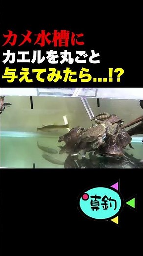 What will happen if you put a frog in a tank with a lot of turtles? #Aquarium