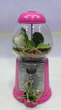 I Turned a Mini Gumball Machine into a Plant Terrarium