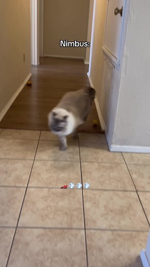 Experience the Joy of Cat Zoomies with Siberian Cats on TikTok