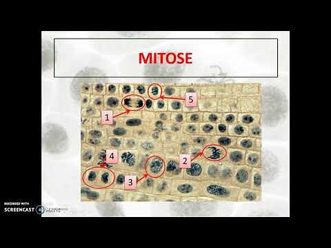 Cours 7 - La division cellulaire