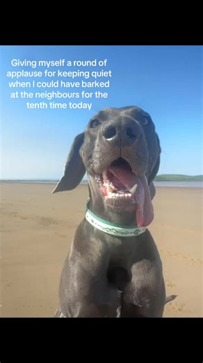 Weimaraner Blue (@weimaraner_blue_est2020)’s videos with Originalton - Lyric Songs