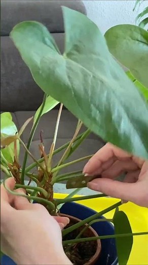 How to Propagate Anthutium By Cuttings | Short