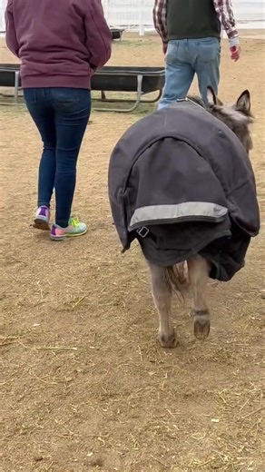 His cute little tip toeing trot 🥺😍 #Donkey #DonkeyAdventures #DonkeyLove #DonkeyLife #DonkeyDreams #DonkeyMagic #DonkeyCompanion #DonkeyConnection | Donkey Whisperer