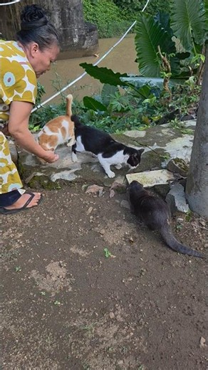 Let's eat, don't fight over it ll Come on, eat, don't fight over it #siboni #sibona #otter #animals