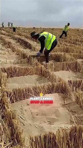How They Plant Trees in Moving Sand