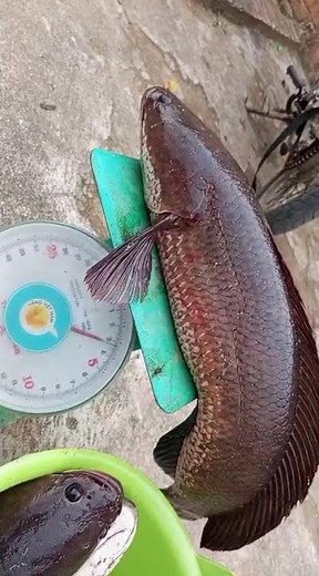 the largest snakehead fish 2025