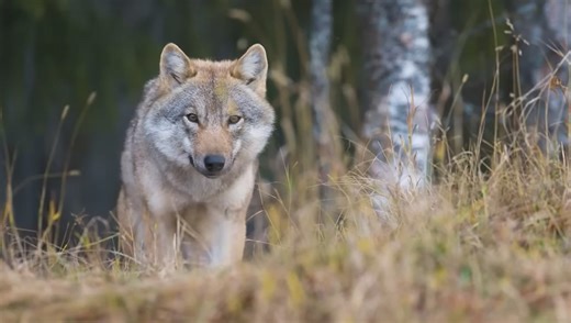 The Truth About Wildlife Photography