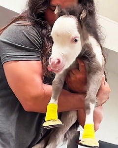 Meet Peabody, a tiny horse with a boundless dog-like spirit. Abandoned at just 3 days old, his future looked bleak until Faith stepped in and unleashed his inner stallion 💕 #dwarfpet #horselover #cuddlebuddies | Cuddle Buddies