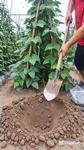 Garden fertilizer for Healthiest foods #gardeningtips #farmingtips