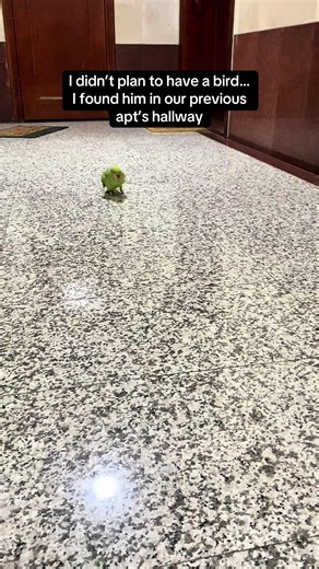 How Biebird Entered My Life: A Heartwarming Rescue Story