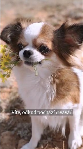 Víte odkud pochází čivava?