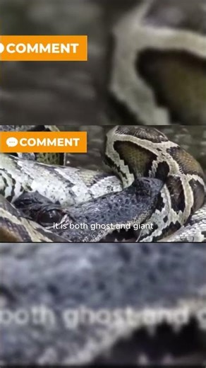 Reticulated Python The Jungle’s Longest and#shot #animaldocumentary #animalworld