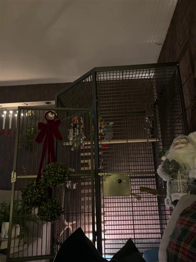 9.1K views · 528 reactions | Awk bless bim  | Kelo the African Grey | Facebook