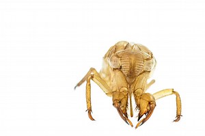 Close up Cicada slough or molt isolated on white background