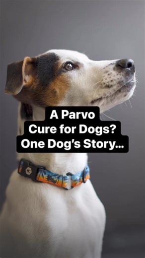 Meet Divi: a puppy miraculously saved from the deadly Parvovirus (Parvo) by a newly conditionally approved vaccination from Elanco Animal Health. Parvo, a highly contagious and often fatal virus claims the lives of approximately 330,000 dogs annually in the US with a mere 10% survival rate. Divi's story began when he was found in Aruba, transported to the US, and adopted by Meaghan, only to fall ill with Parvo shortly after.Traditional treatment options offered a bleak prognosis, prompting Meagh