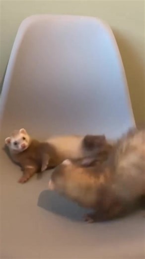 Perfect playmates🤣❤️ #ferretsforadoption