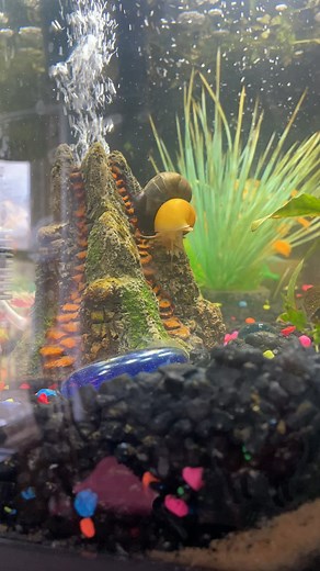 #snails #mating #ithink #mysterysnail #fishtank | snails