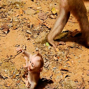 2.3K views · 46 reactions | The baby monkey crying hurt #poorlymonkey | Monkeys Anissa Life | Facebook