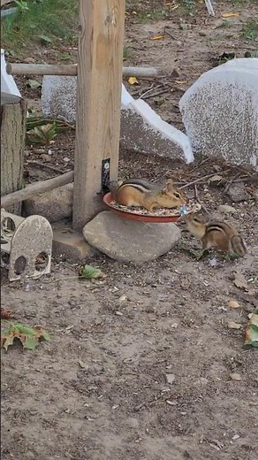 Chip the Chipmunk, Rampage Again! #shorts