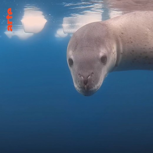 Antarktika ❄️ Das Rossmeer ist eine der letzten unberührten Regionen im Südpolarmeer. Doch langsam zeigen sich auch hier die Folgen des Klimawandels. Wie lange werden wir den Zauber des Eiskontinents noch erleben können? ⏩ so.arte/Antarktika | Arte