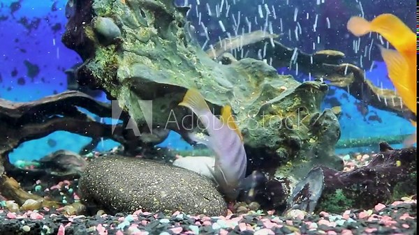 Cichlids in an aquarium at home. Home freshwater aquarium with floating colored fish. Citron-lemon cichlasoma, males and females Melanochromis auratus, Cyrtocara mura, Copadichromis cadango.