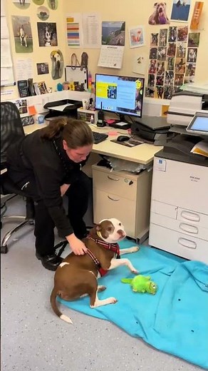 Our days are brighter with Alfie! | Dogs Trust