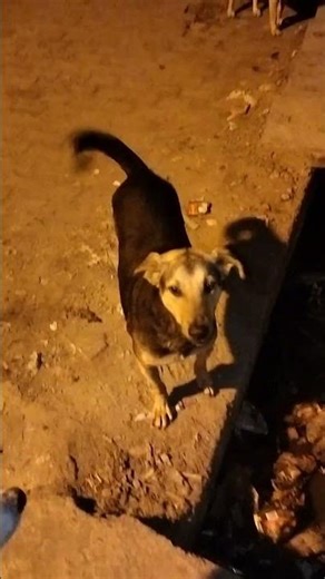 Late night pyar ❤️ dekho inka 🐕❤️🐶 #petshub #viral #funny #shortvideos #dog #pets #shorts