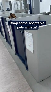 80K views · 1.3K reactions | That Saturday energy. 殺 Want to come boop some pets? We're open until 6 PM tonight! ➡️ P.S. All pets 5 months and older have their adoption fees waived until May 15th for #EmptyTheShelters. A big thank you to BISSELL Pet Foundation and Cathy Bissell for making this possible! #Boop #AnimalLover #CatLover #DogLover #CheersToTheWeekend | Animal Protective Association of Missouri (APA) | Facebook
