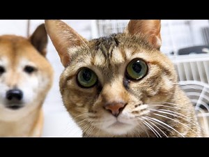 自分の時間が大好きでマイペースな猫だけど犬猫家族とこうやってスキンシップをとっています