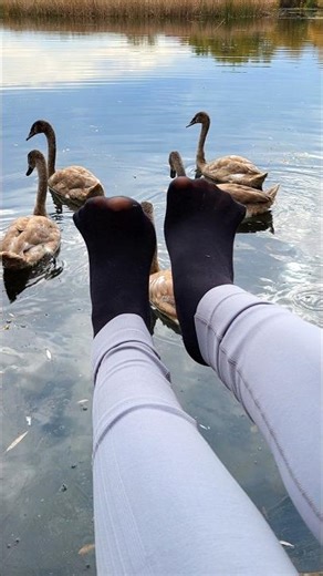 Swans Gather Around My Feet 🦢 #asmr