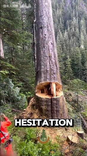 Lumberjack Survived A Deadly Trap! 🌲 #shorts