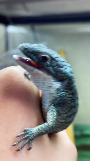 Angry abronia lizard 😡😤 Check out Abronia Alliance to see how you can support the conservation of these guys! #lizard #reptiles #animals #exoticpets