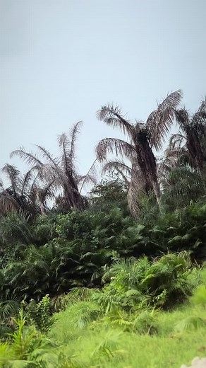 GEE QUEEN (@g.queen585)’s videos with Ewa mhi - 🝮ꨄ𝐥𝐢𝐭𝐭𝐥𝐞_𝐄𝐰𝐚𝐬𝐞𝐲𝐢