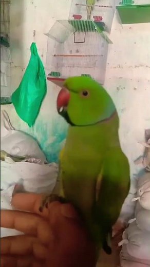 How to Teach Your Parrot to Talk (Tips & Techniques)