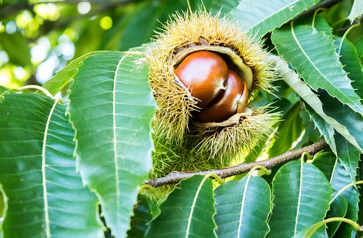 Chinese Chestnut Tree For Sale | Great Tree for Wildlife