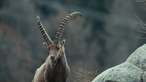 Beatiful Ibex Majestically Checking His Surroundings Stock Footage Video (100% Royalty-free) 3781718405 | Shutterstock