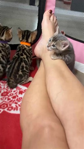 Warm cuddles from our adorable babies 🐾💛 they’re growing so beautifully and full of energy every day! 🐆😻 | Tina Bengal kittens for Adoption