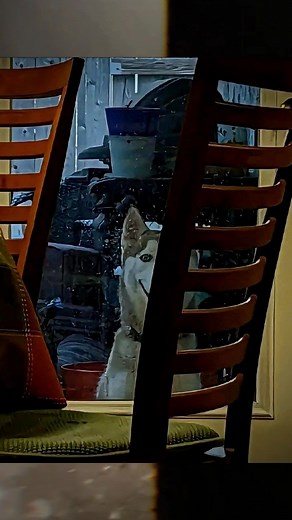 El Regreso de Smile Dog: Historia de Terror