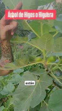 Secretos del HIGO! El árbol Más Antiguo del 🌍