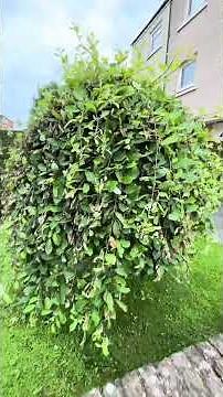 Salix Kilmarnock Weeping Willow Tree - life cycle