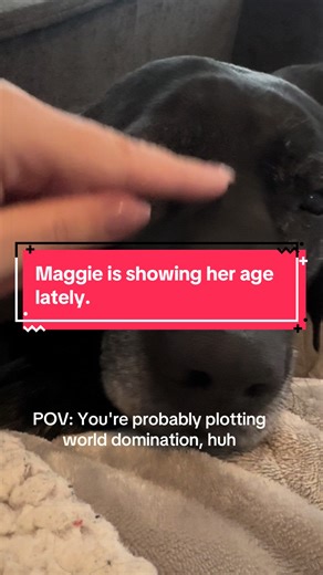 Maggie the Maginator, trash Panda Extrordinairre. She waits for mom to come down for her morning coffee snuggles. She doesn’t like it when I have to leave for work. She wants her coffee on the couch while mom pets her time. Every day. Unless I pull the nail file out, then she’s exit stage left. She’s truly showing her age in the last couple weeks 😭 #blacklab #trashpanda #dogoftiktok #dogmom #dogmomlife