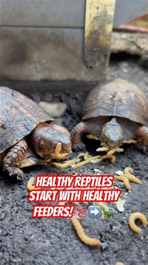 How I GUT LOAD my mealworms to feed my Turtles, Gecko & Tarantula! #ReptileCare #Shorts