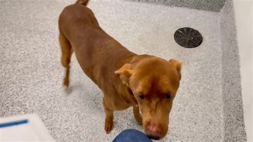 🆘 𝐔𝐑𝐆𝐄𝐍𝐓 𝐍𝐎𝐖‼️ Poor RUSTY has been waiting for a here for 3 1/2 weeks. He was lucky to have enjoyed a trip outside with someother dogs and ended up playing with them and doing zoomies. He is co-kenneled with another friendly boy but needs to find a family of his own this weekend. He will NOT get more time here‼️😩 Too many sweet friendly dogs are perishing here 😡 so cute RUSTY is begging for your help. It is time to find him a 💕 family to take him🏡home. Labs are fantastic family pet
