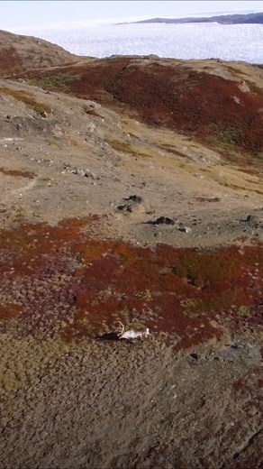 H A P P Y W O R L D W I L D L I F E D A Y 🐾 Let’s take a moment to appreciate the incredible wildlife that thrives in Greenland’s Arctic landscape. It takes remarkable resilience to flourish in these, at times, harsh conditions. 🧊 From majestic polar bears and humpback whales to the seasonal white cottongrass and hardy black crowberries growing in the wild, Greenland’s unique flora and fauna are worth celebrating—and protecting. 🐻‍❄️ 🌱 #WorldWildlifeDay #ArcticWildlife #GreenlandWildlife | V